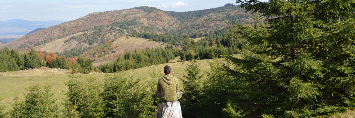 Bracken Hill Forestry